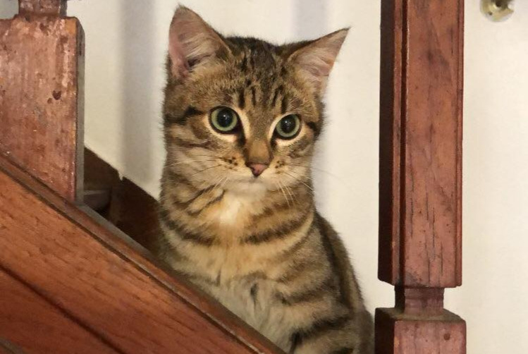 Alerta de Desaparición Gato Macho , 1 años Sardent Francia