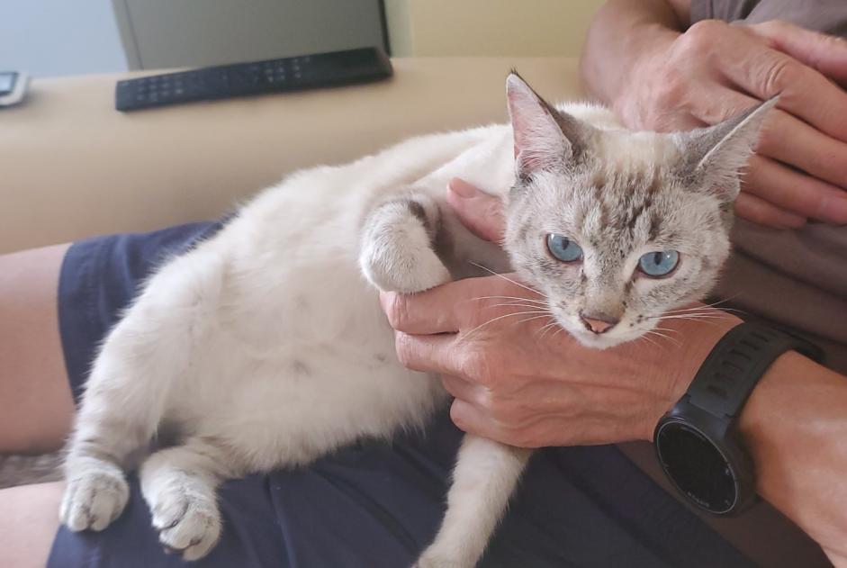 Fundmeldung Katze rassenmischung Weiblich , Zwischen 7 und 9 Monaten Châtellerault Frankreich