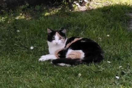 Vermisstmeldung Katze rassenmischung Weiblich , 5 jahre Sossais Frankreich