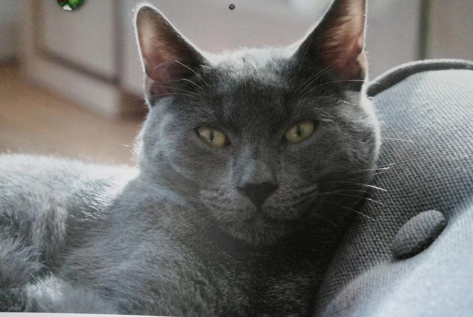 Vermisstmeldung Katze rassenmischung Männliche , 2 jahre L'Isle-Jourdain Frankreich