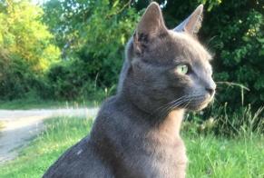Vermisstmeldung Katze  Männliche , 5 jahre Beaumont Saint-Cyr Frankreich