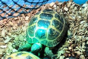 Vermisstmeldung Schildkröte Weiblich , 2024 jahre Châtellerault Frankreich