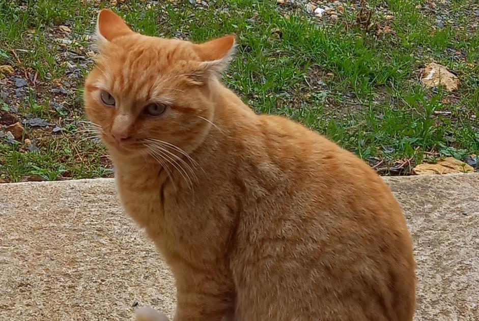 Discovery alert Cat Male Marnay France