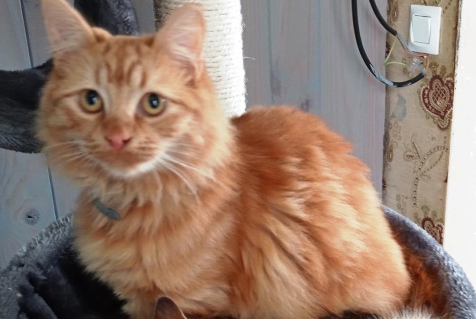 Disappearance alert Cat  Male , 1 years Colombiers France