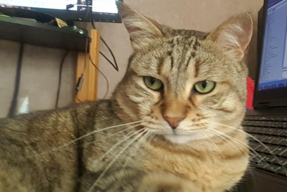 Disappearance alert Cat Male , 10 years Vouneuil-sous-Biard France
