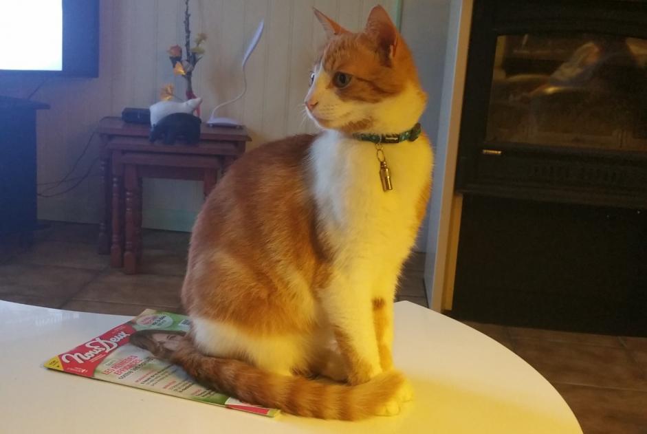 Disappearance alert Cat  Male , 2 years Blanzay France