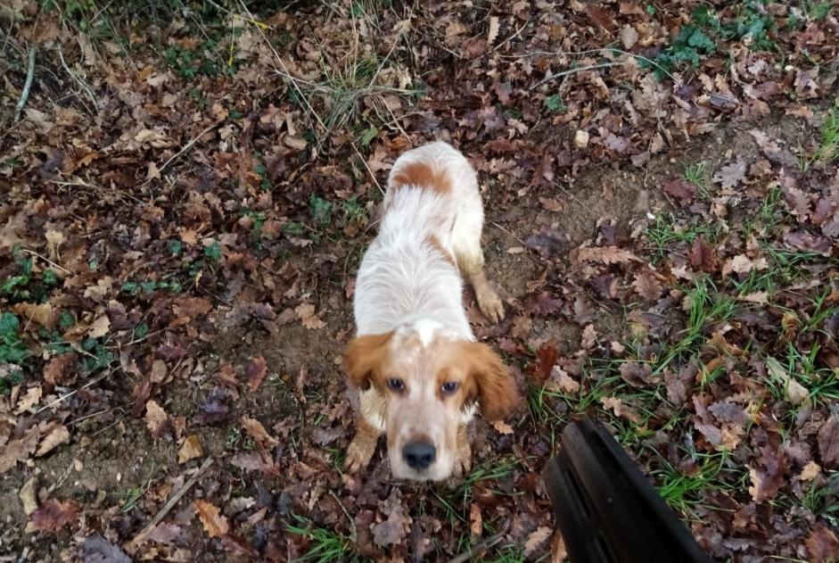 Disappearance alert Dog  Female , 1 years Payroux France