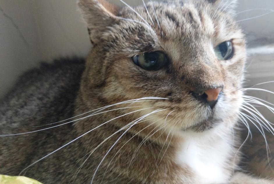 Alerte Disparition Chat croisement Mâle , 14 ans Antigny France