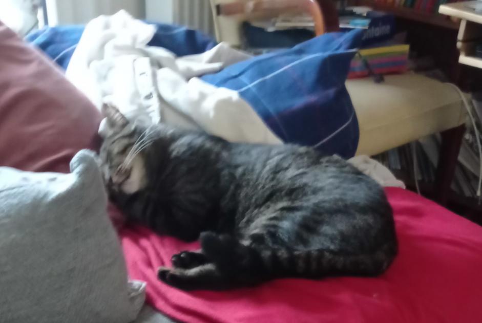 Alerte Disparition Chat  Mâle , 8 ans Saint-Benoît France