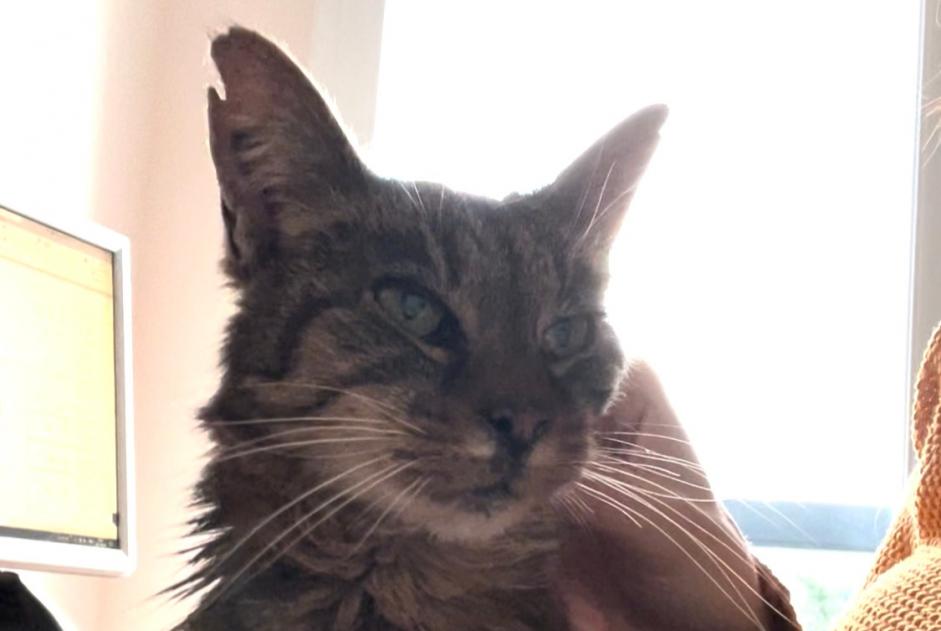 Alerte Disparition Chat Femelle , 14 ans Saint-Benoît France Alerte Disparition Chat Femelle , 14 ans Saint-Benoît France