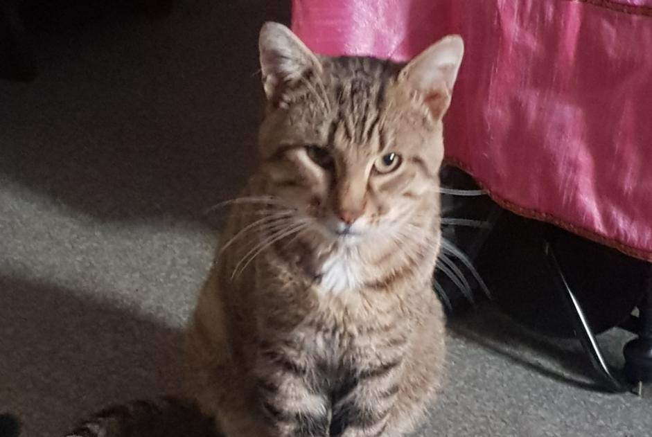 Alerte Découverte Chat Mâle Châtellerault France