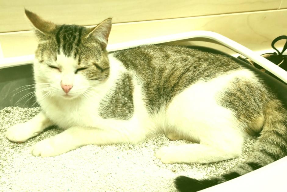 Alerte Découverte Chat Mâle Nieuil-l'Espoir France Alerte Découverte Chat Mâle Nieuil-l'Espoir France