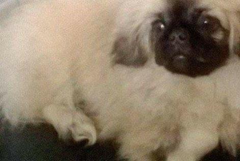Alerte Disparition Chien  Mâle , 10 ans Vivonne France