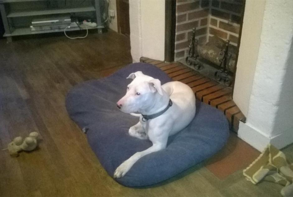 Alerte Disparition Chien Femelle , 4 ans Châtellerault France Alerte Disparition Chien Femelle , 4 ans Châtellerault France
