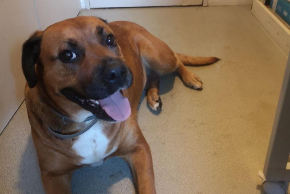 Alerte Découverte Chien croisement Femelle Naintré France