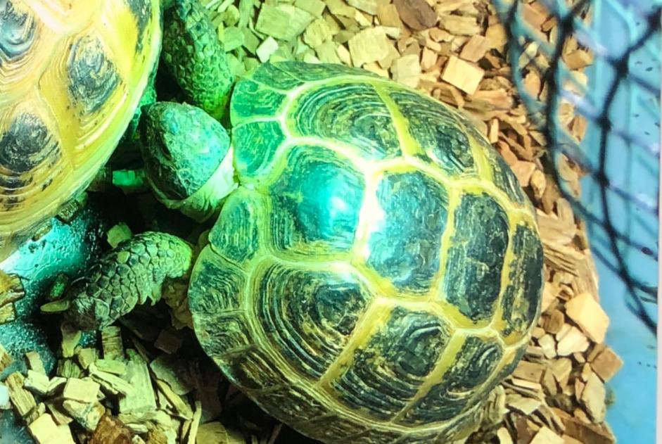 Alerte Disparition Tortue Femelle , 2026 ans Châtellerault France
