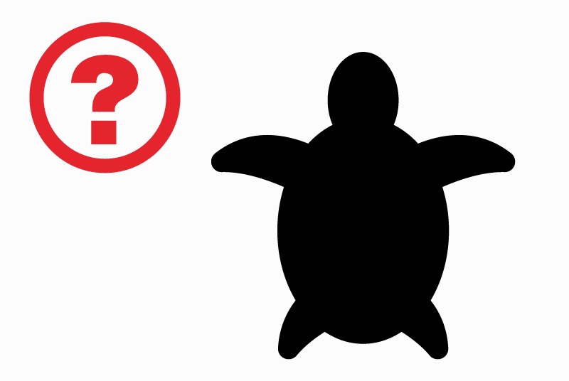 Alerte Disparition Tortue Mâle , 2022 ans Châtellerault France Alerte Disparition Tortue Mâle , 2022 ans Châtellerault France