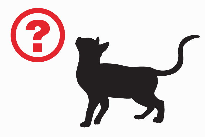 Discovery alert Cat  Unknown Voulon France