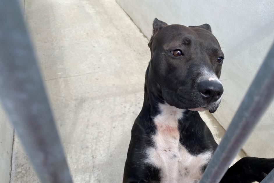 Ontdekkingsalarm Hond rassenvermenging Vrouwtje , 1 jaar Chatou Frankrijk